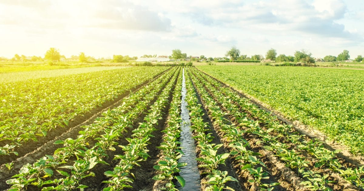 l’industrie agro-alimentaire en Provence