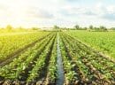 l’industrie agro-alimentaire en Provence