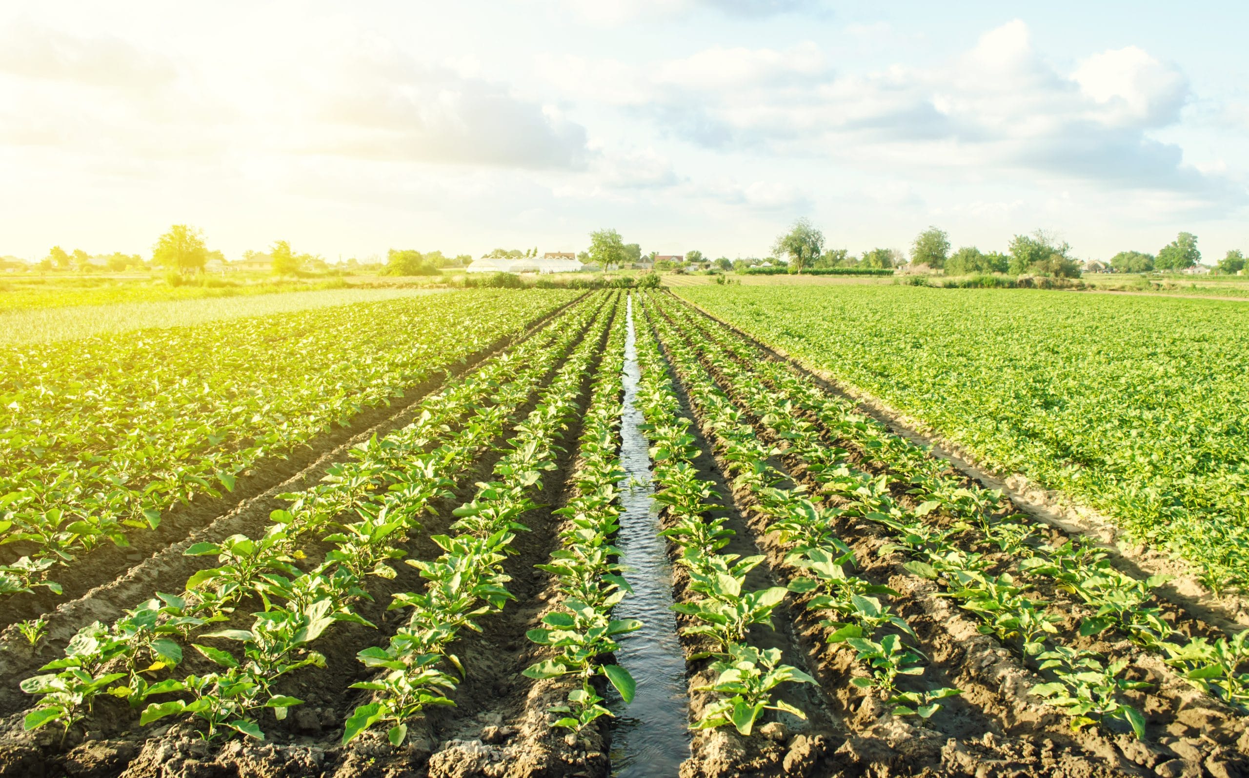 l’industrie agro-alimentaire en Provence